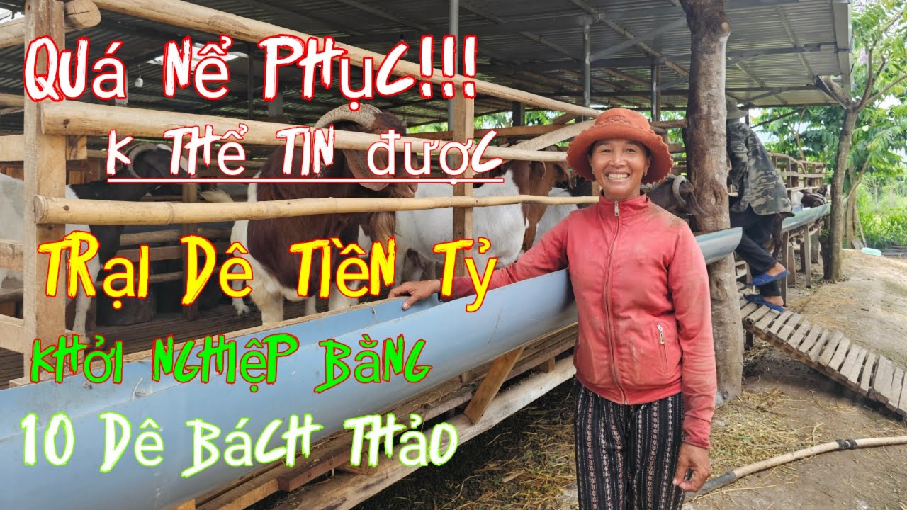 Không thể tin được  khởi nghiệp nuôi dê làm giàu bằng 10 dê bách thảo ở xuyên mộc br-vủng tàu.