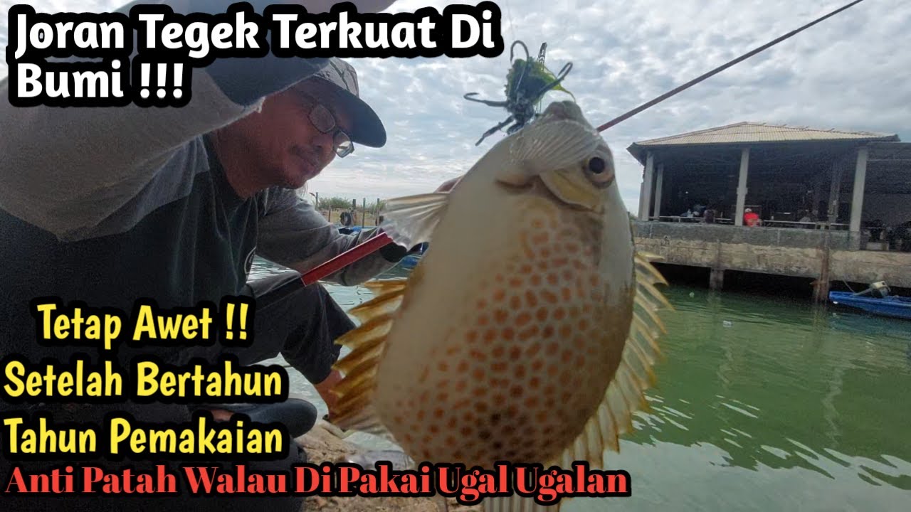 JORAN TEGEK MURAH Dan KUAT Untuk Mancing Baronang!! Teruji 3 Tahun Anti Patah