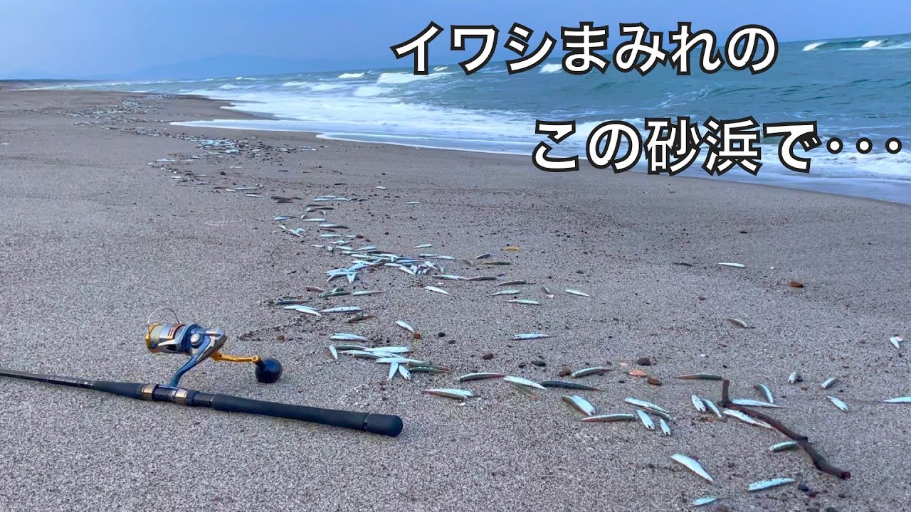 イワシまみれの砂浜で91cmの大物を釣り上げた話を聞いてほしい。【車中泊釣り旅第三弾・西日本&九州編17話】