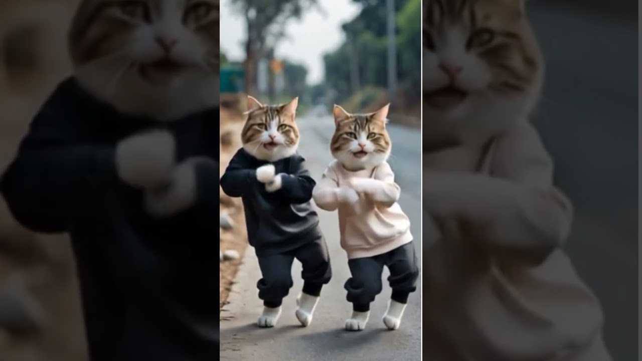 Cat Zumba Dance 😍😼 meow 