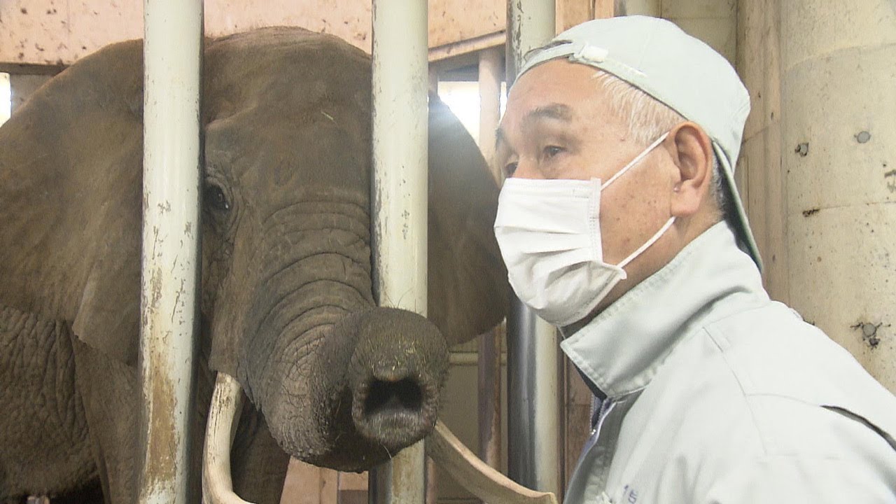 ゾウとともに37年　定年退職前に男性飼育員は何を思う