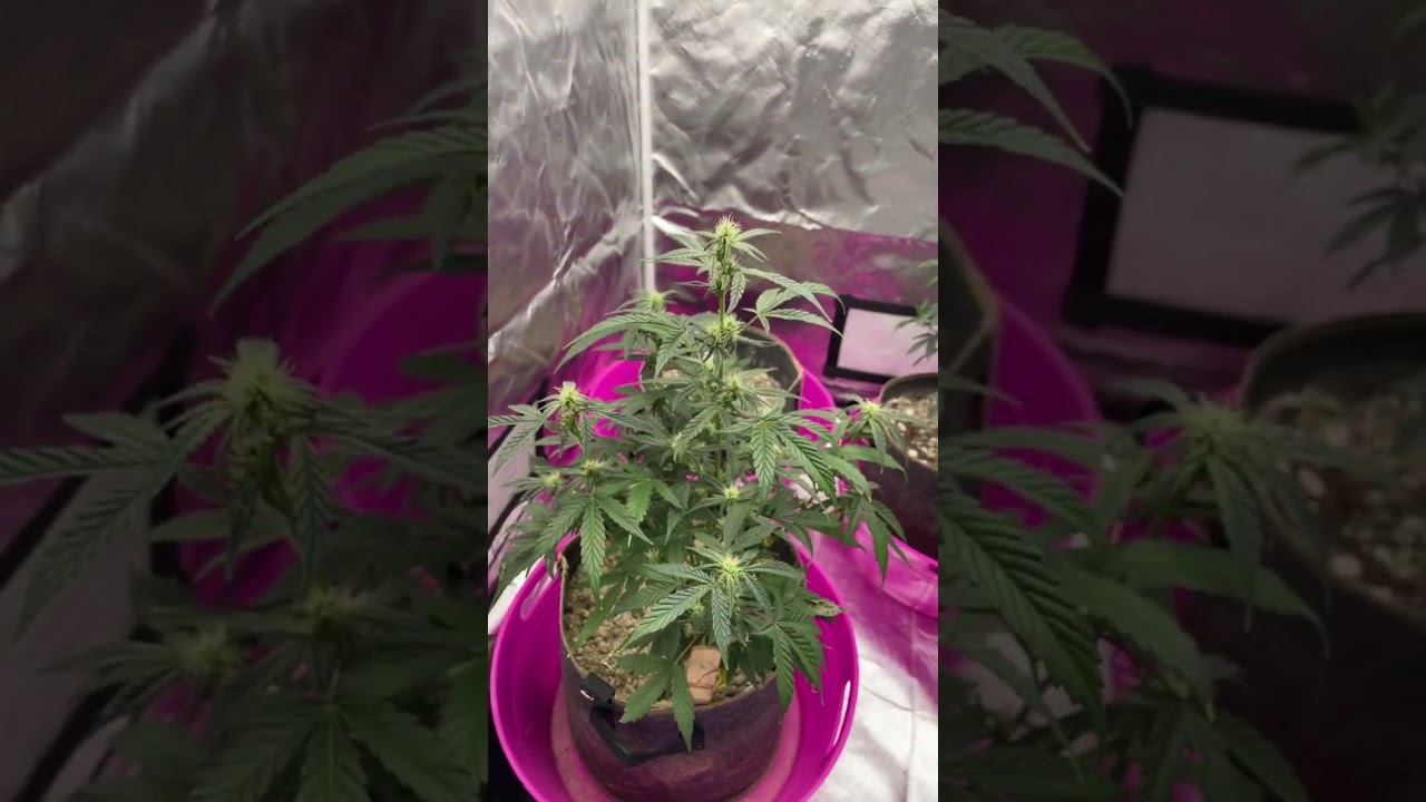 Double grape by #mephisto week 7 #cannabis #autoflower