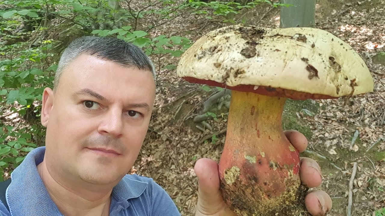 Djavolji Vrganj - Pune Šume - Otrovan - Rubroboletus satanas