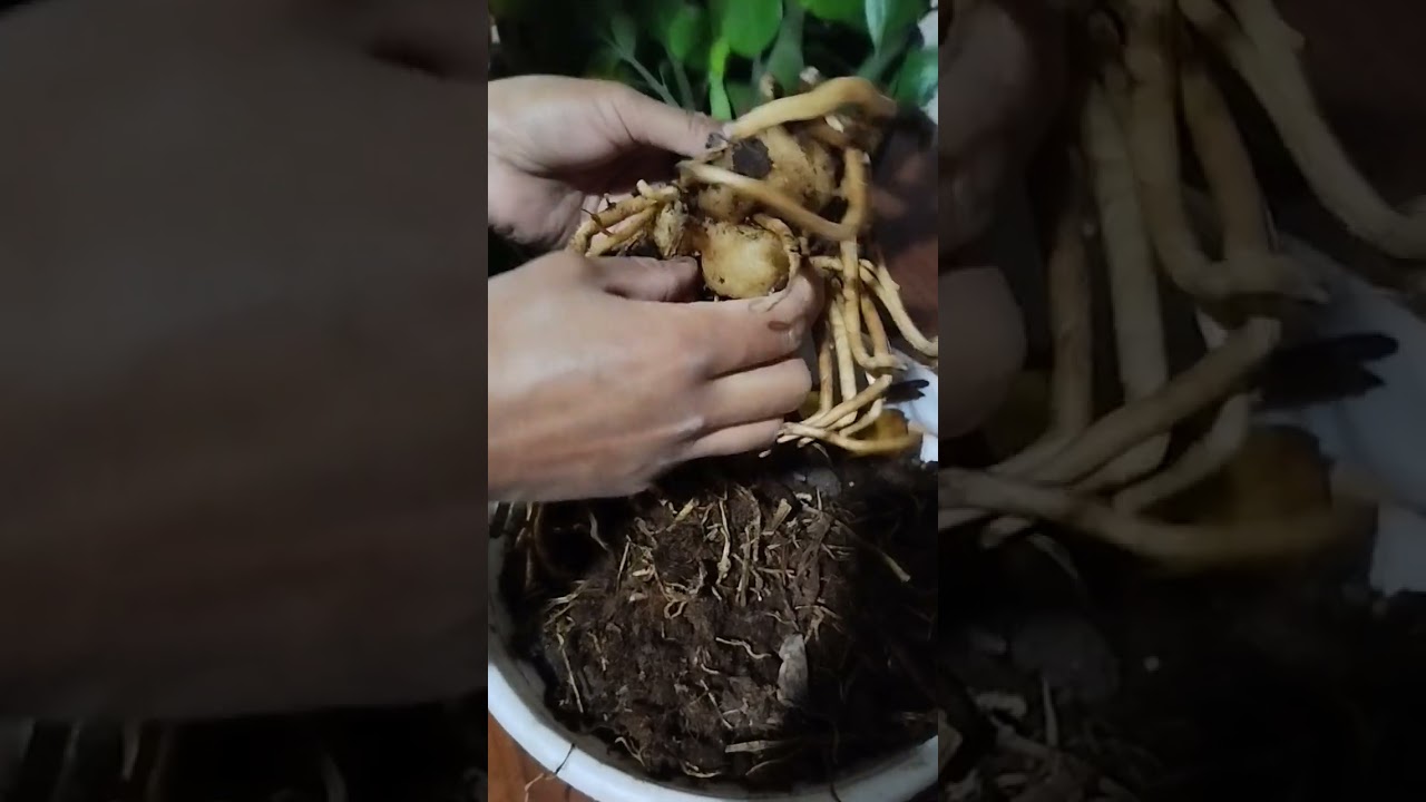 YANGI OLGAN ZAMIAKULKAS GULLARIMNI CHEROYLI TUVAKLARGA EKIB OLAMIZ 🥰🥰🥰🥰