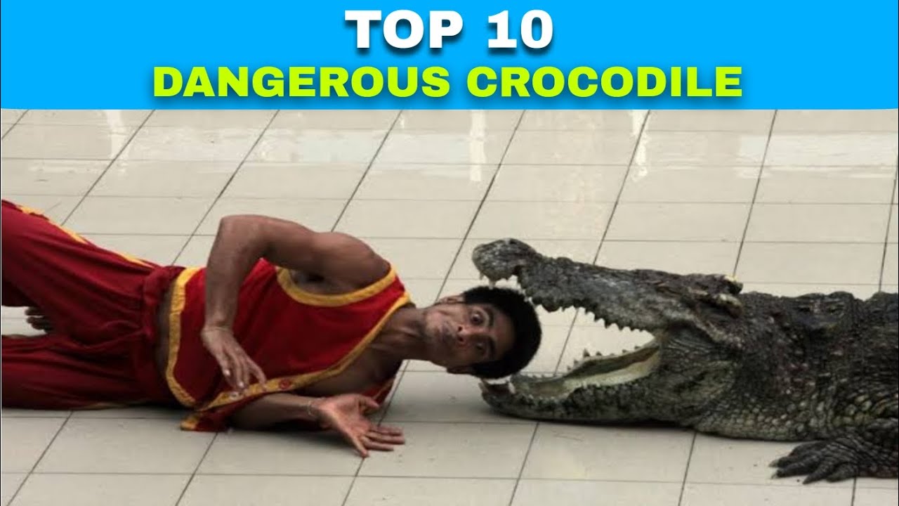 Top 10 Largest Crocodiles In The World | Let Me Give You Some Facts