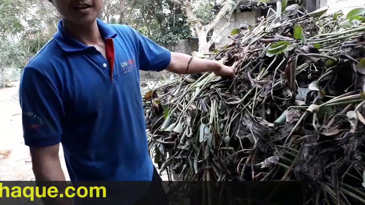 Cách ủ lục bình làm phân hữu cơ đơn giản,hiệu quả nhanh