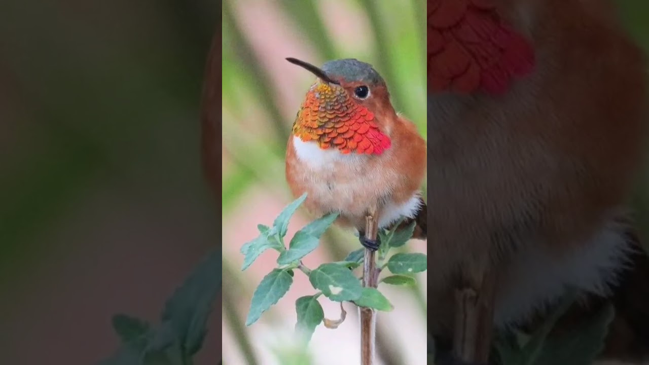 Beautiful birds shourt 