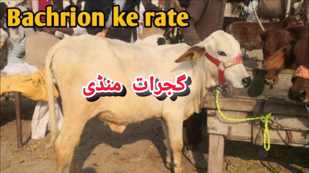 Cows Baby's & Bachrion k New Rate Update in Kunjah Mandi Gujarat | pets and animals farming