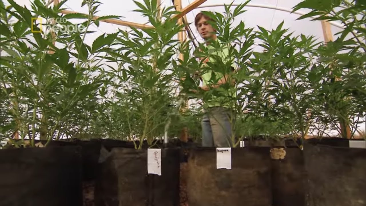 Zobacz jak wygląda praca na plantacji marihuany [Trawka]