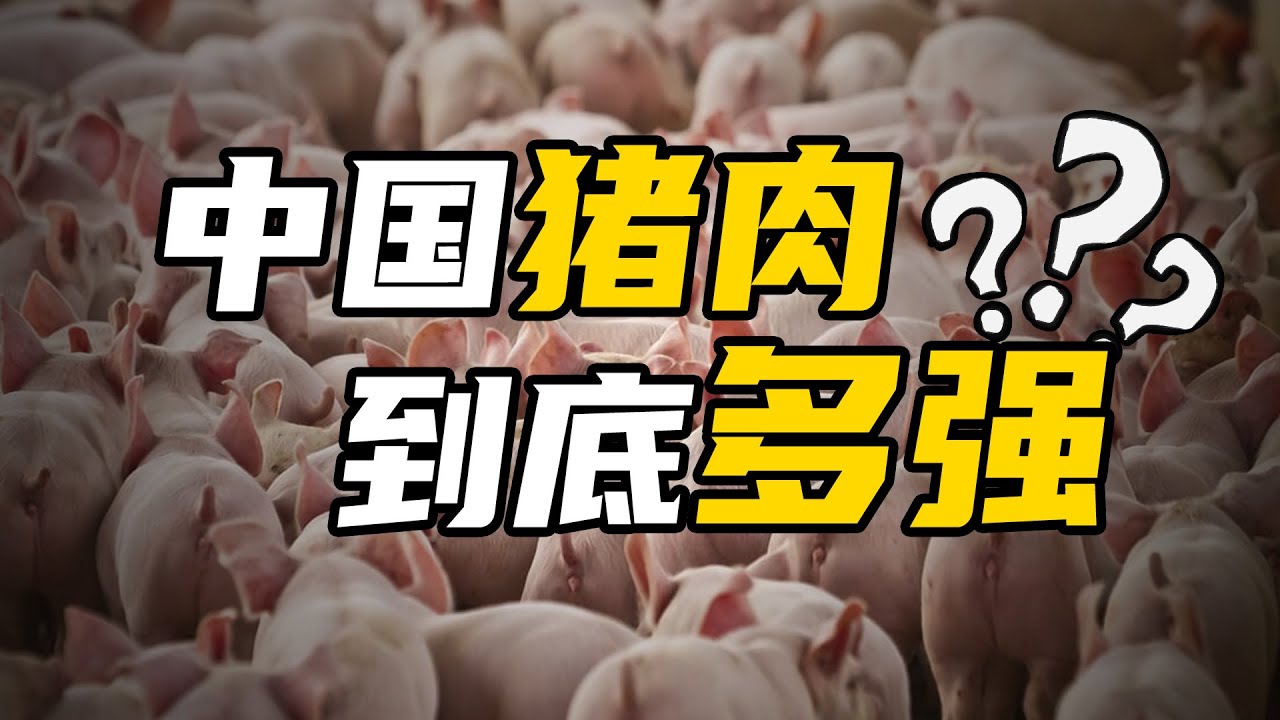 中国养猪有多厉害？ 中国猪肉，到底多强#经济 #财经 【温义飞的急救财经real】