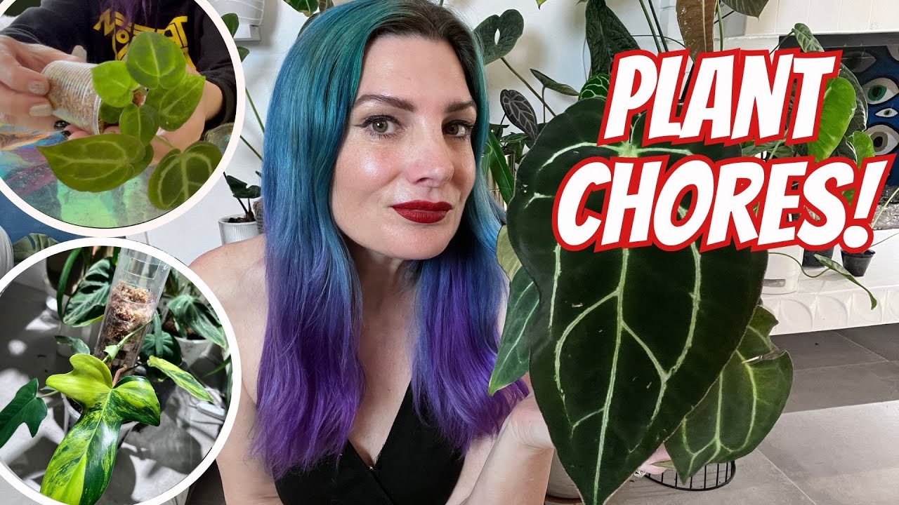 Plant Chore Happy Hour🍹; Repot with me,, Updates & More🌱