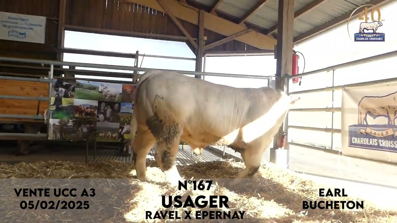 Taureau N&deg;167 USAGER - EARL BUCHETON - RAVEL X EPERNAY