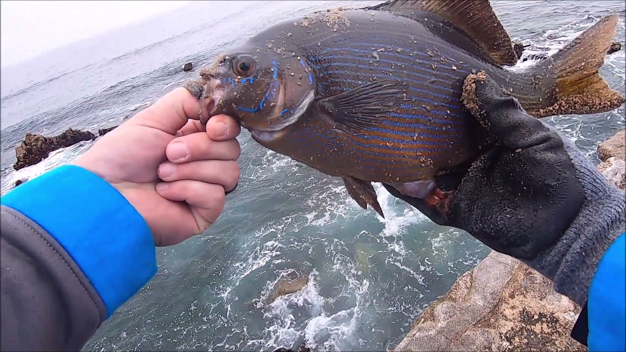 Coast Fishing In Monterey CA!