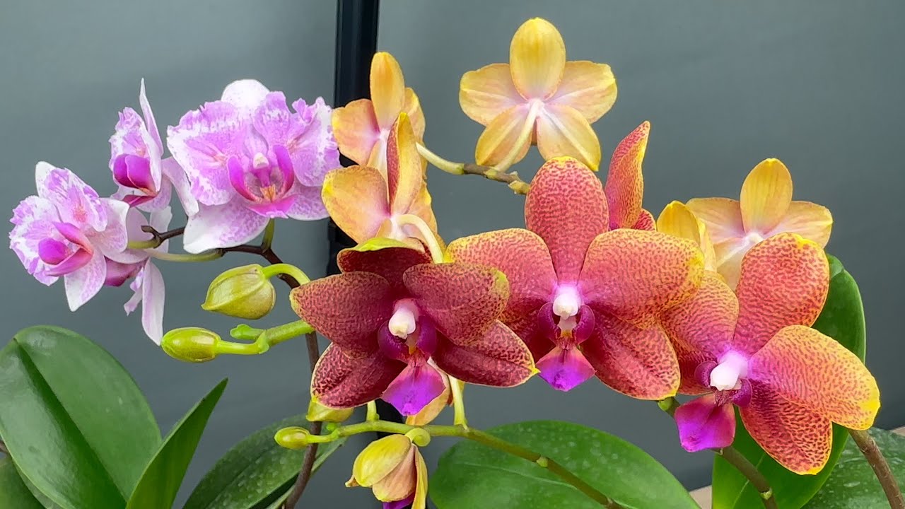как ЖИРЕЮТ орхидеи после омоложения в Серамисе Бронзовый Будда и Роттердам