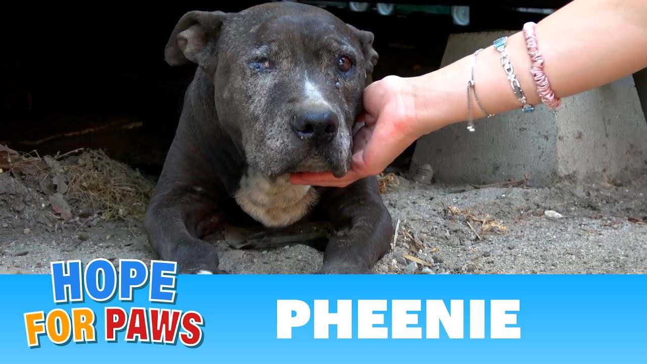 Senior dog lived under a shipping container for 9 YEARS! #senior