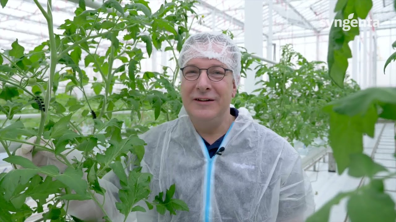 ToBRFV Research Yields Results