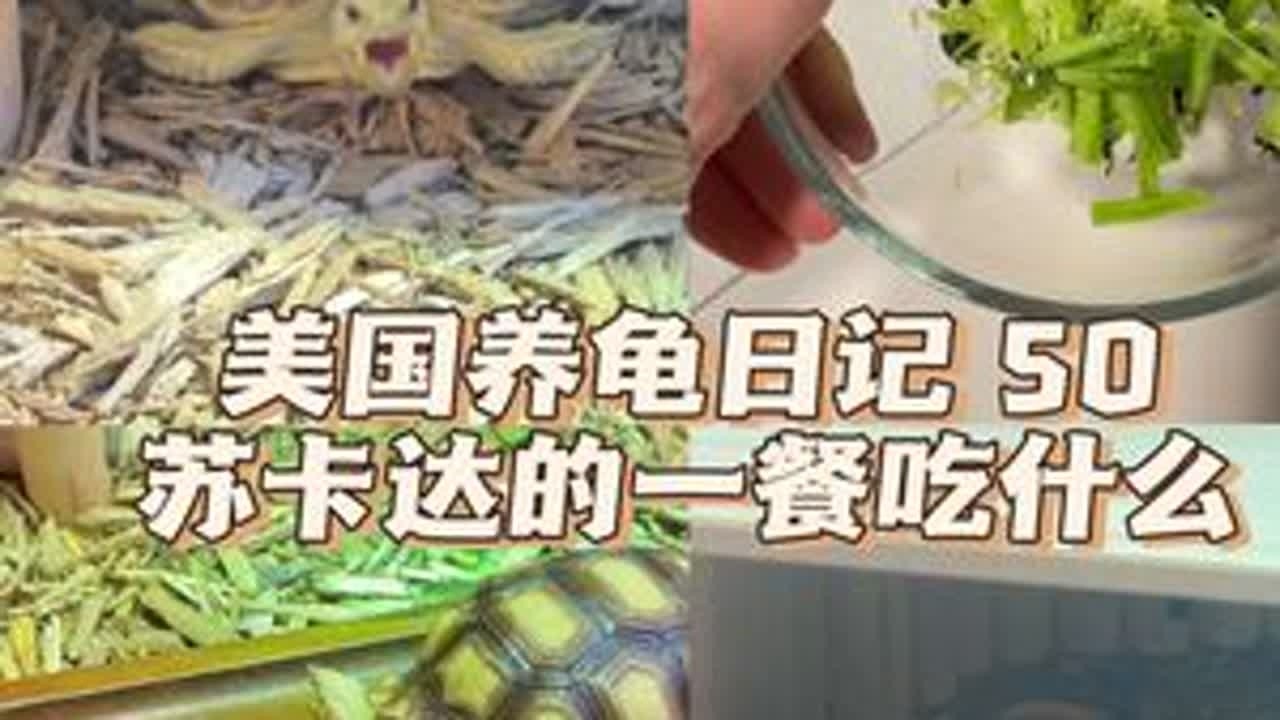 Vlog 50｜又是光盘行动的一天💪 不知不觉都第50篇Vlog了，从新年更到春天，感谢大家的陪伴呀💕也请期待接下来V宝的成长日记哦～🥰#养龟日常 #养龟人 #龟龟🐢 #龟宠时代 #...