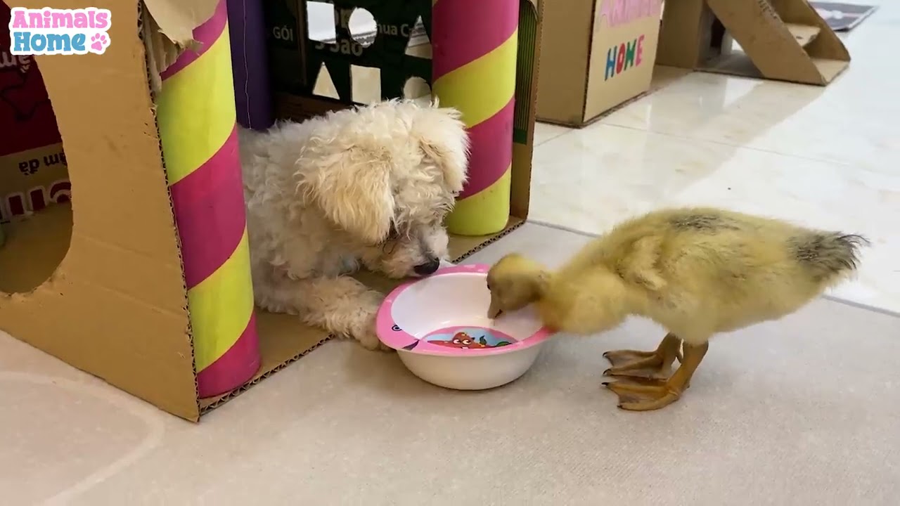 BiBi monkey steals duckling's watermelon then