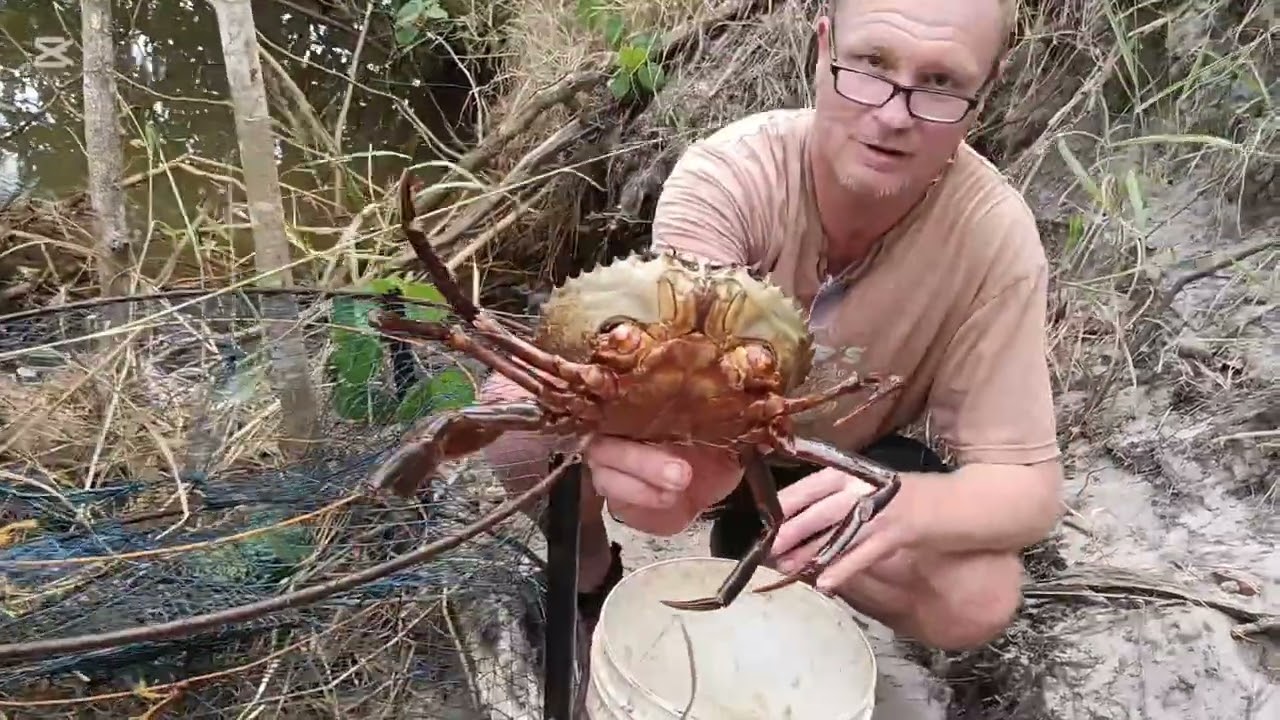 Mud Crabs - Blackfish - Livin