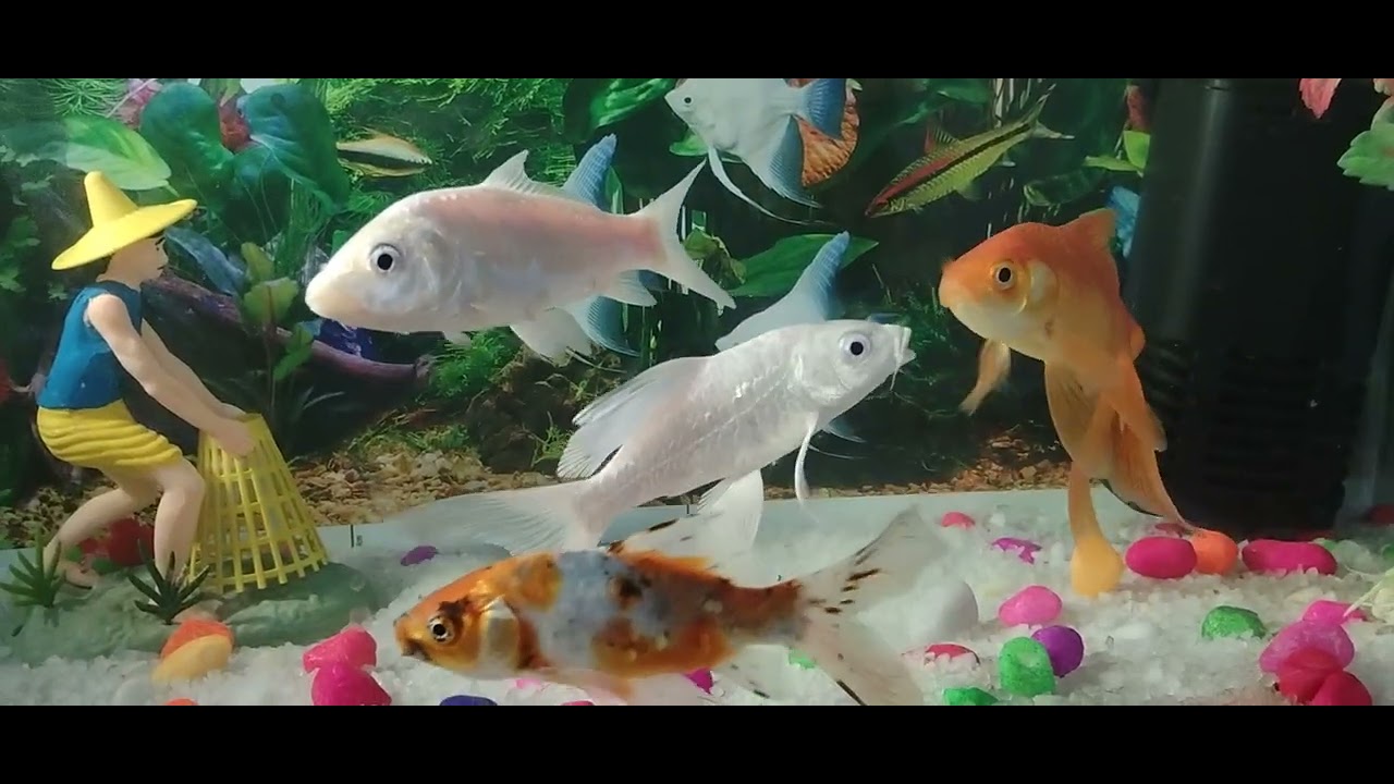 Beautiful Fishes#fishingshorts #fishingshorts #fish 