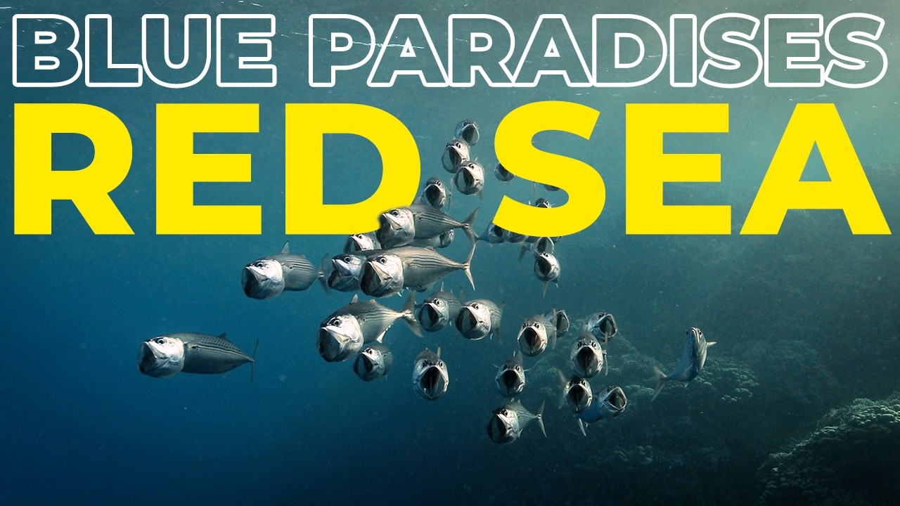 Diving THE RED SEA - Egypt - Underwater Video 4K - BLUE PARADISES (S01)