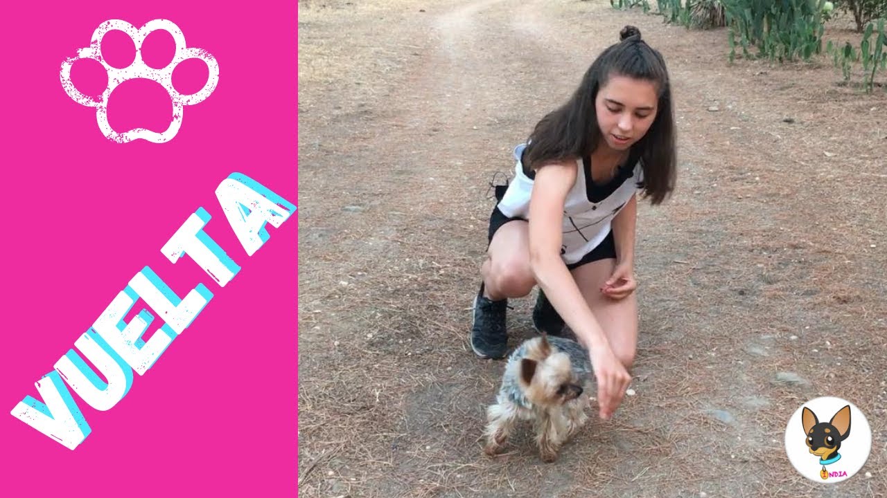 Enseña a tu PERRO a dar una VUELTA · Dogs play