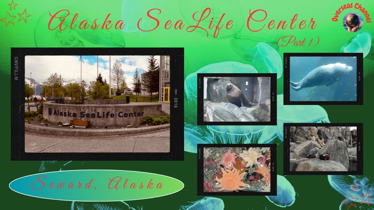 A Day In Alaska SeaLife Center: Seward, Alaska 🇺🇸 (part 1)