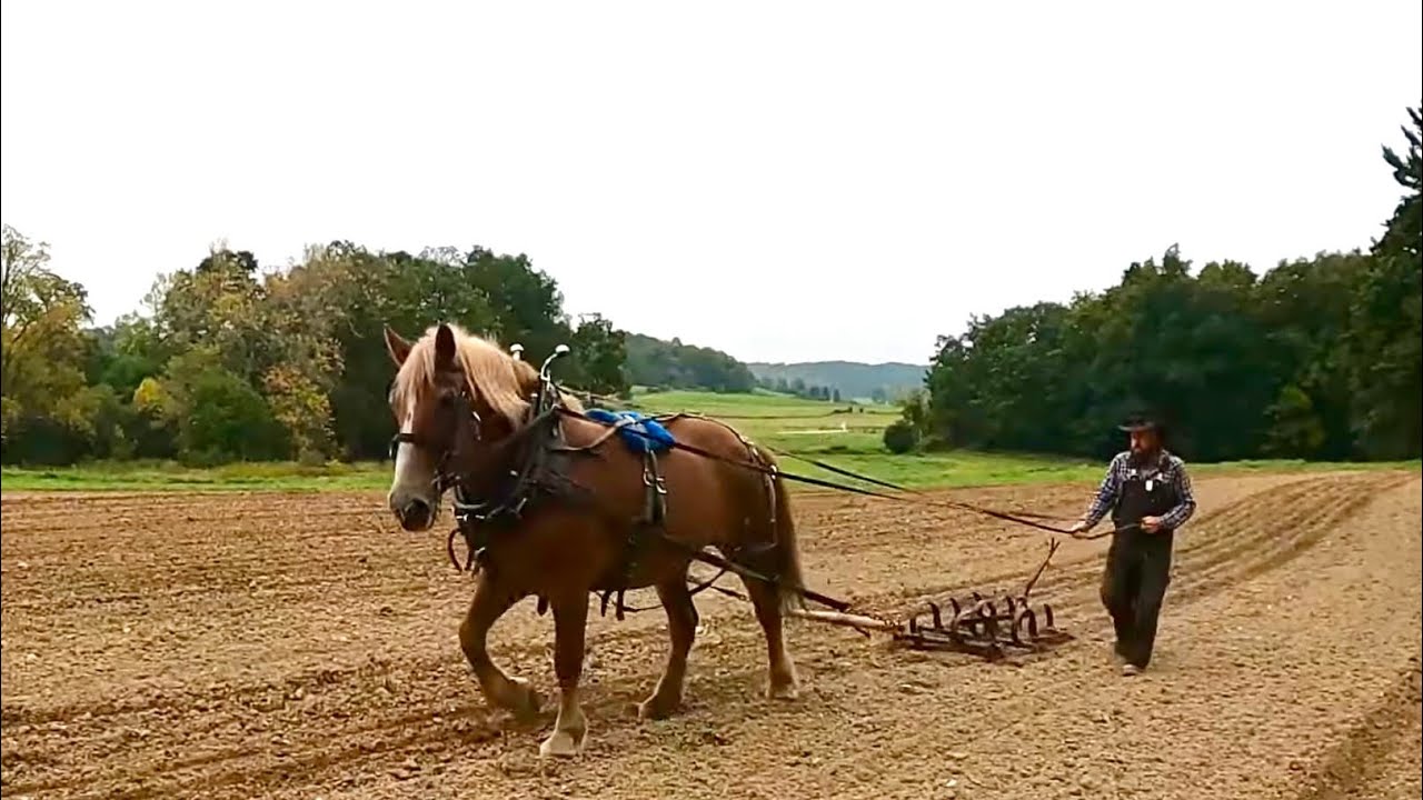 2023 DAPNET FIELD DAYS (part 1) // Draft Animal Power Network #541