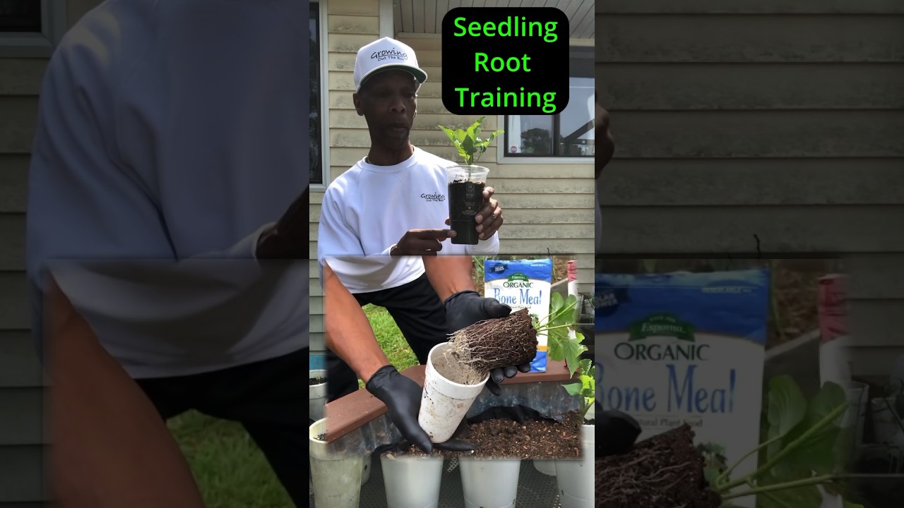 Seedling root training #garden #gardening