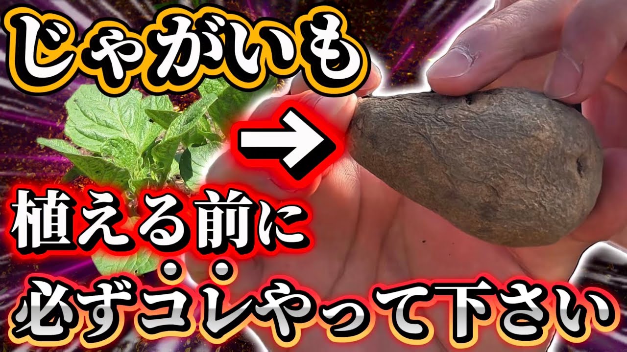 【じゃがいも】植える前に必ずこれやって！植えた後の出芽率が上がる事についてお話します