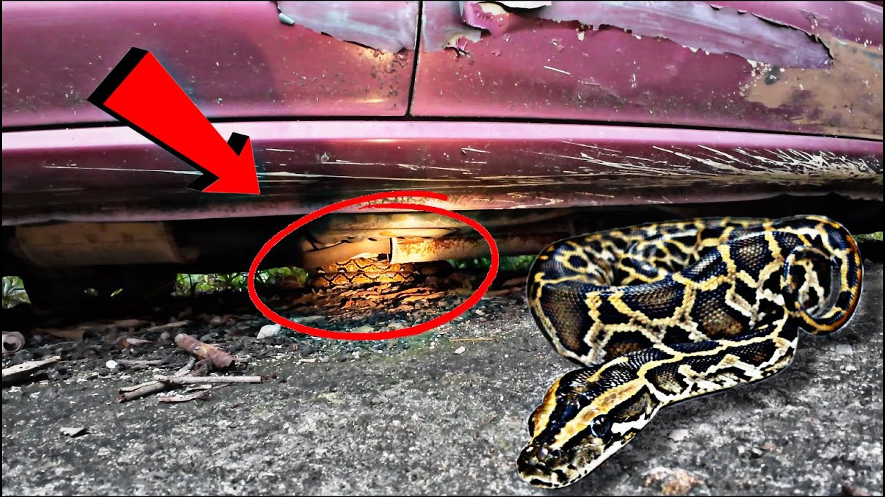 💢SAWA BAWAH KERETA TERBIAR 😱- CELORENG BOMBA -