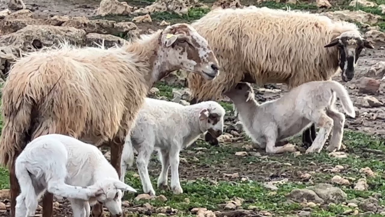 🏔️ I Found 4 Tiny Animal Farms on ONE Mountain Road! 😲🐐🐑 #animals #farm #mountains #nature #video4k
