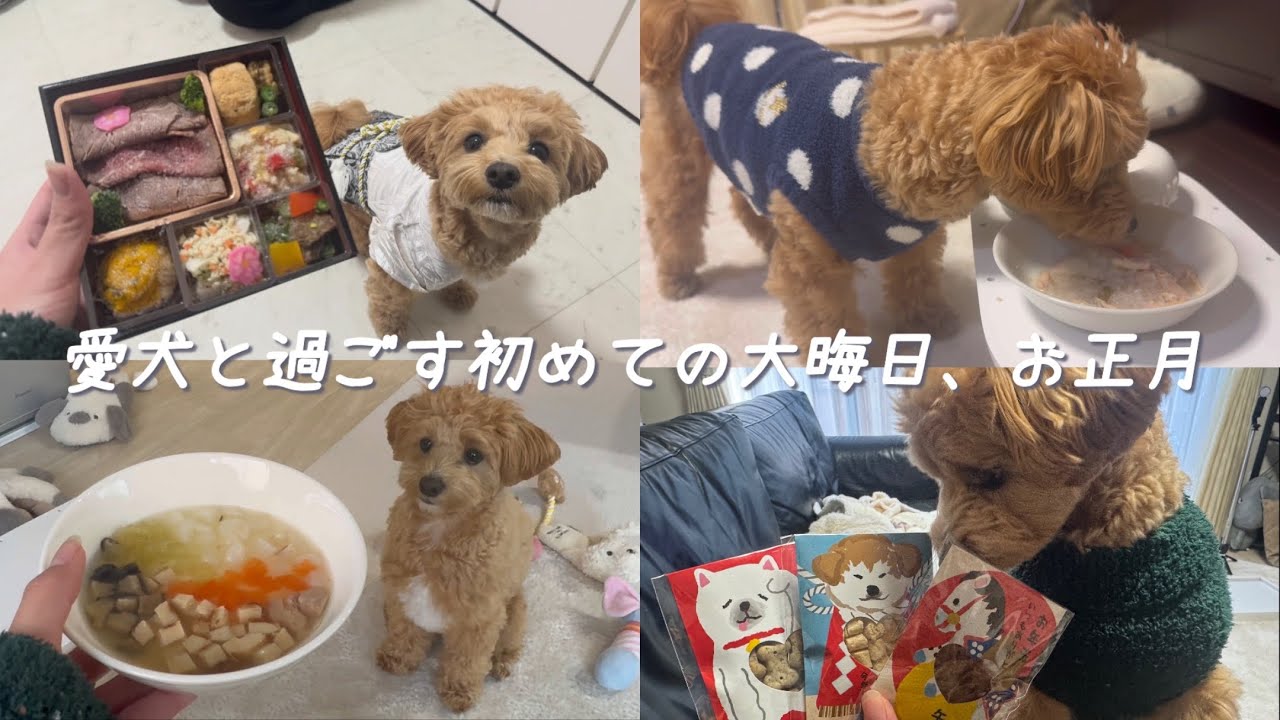 愛犬と過ごす初めての大晦日とお正月