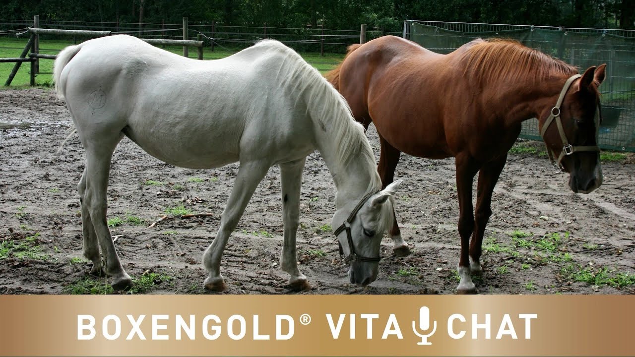 Cushing bei Pferden: Pferdekrankheit, die auch als PPID und Equines Cushing Syndrom bekannt ist