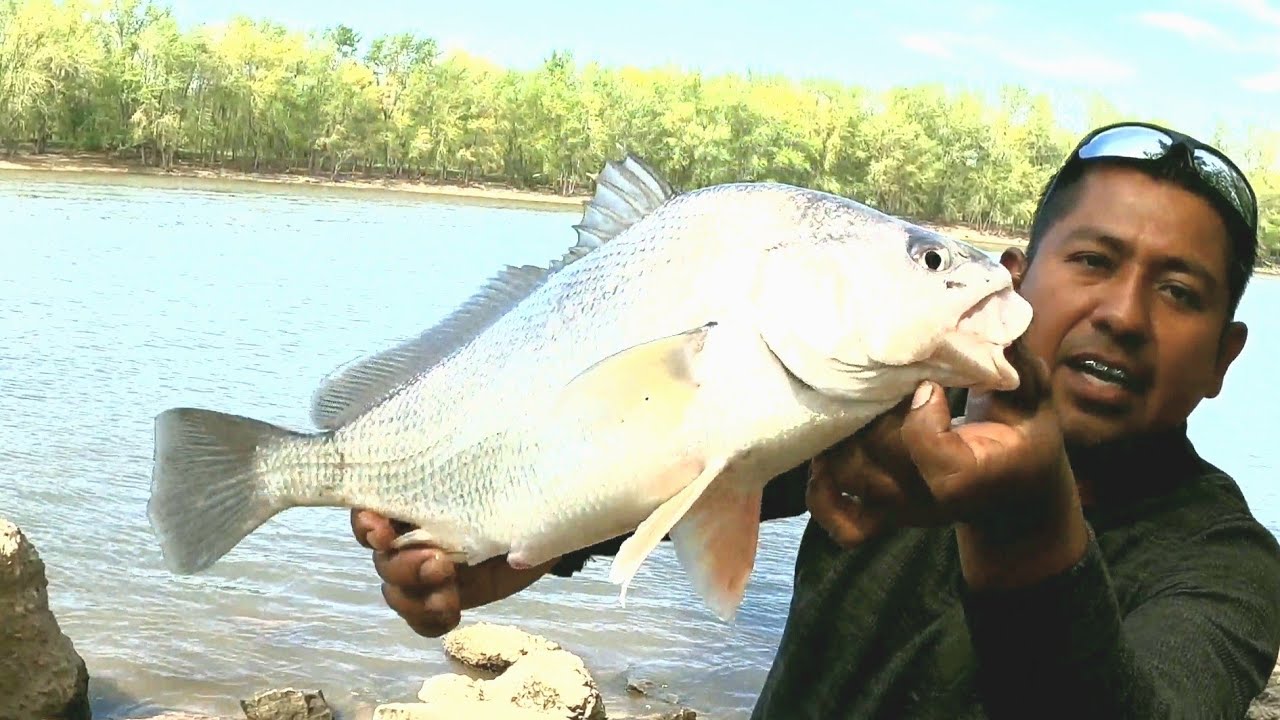 ¡¡¡Pescando Mojarras grandes!!!La mejor carnada para pescar  mojarras gigantes