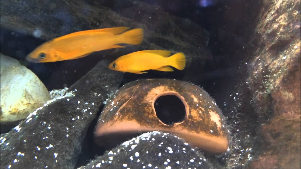 Leleupi Breeding Behavoir