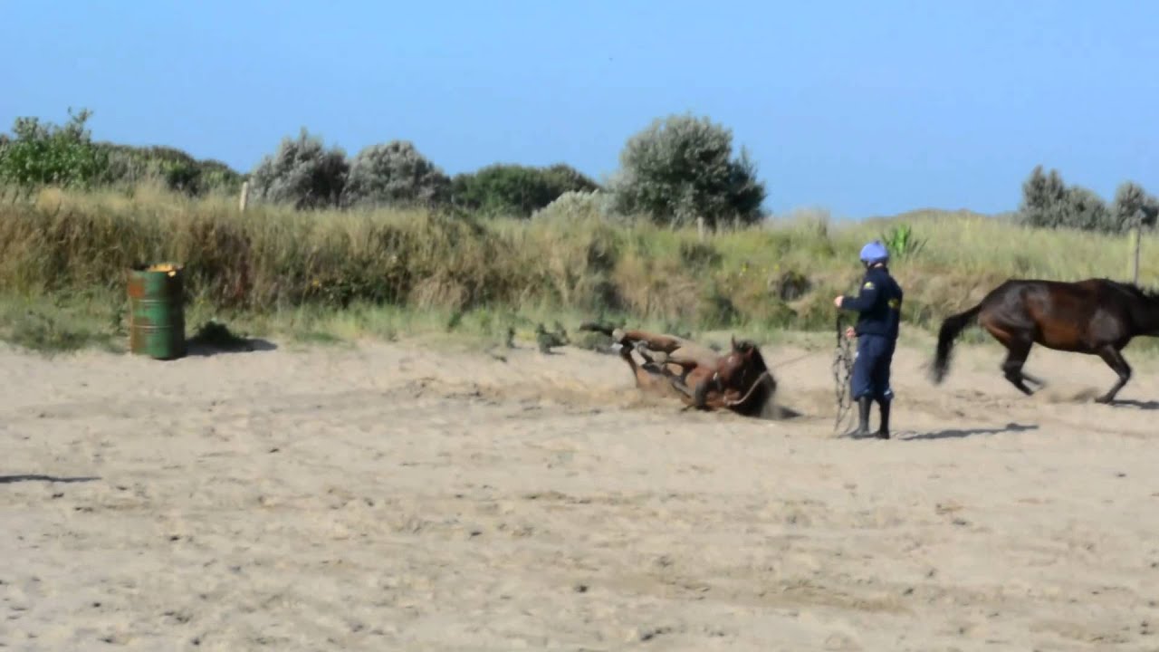 Beach Horses/Beale, Co Kerry, Ireland