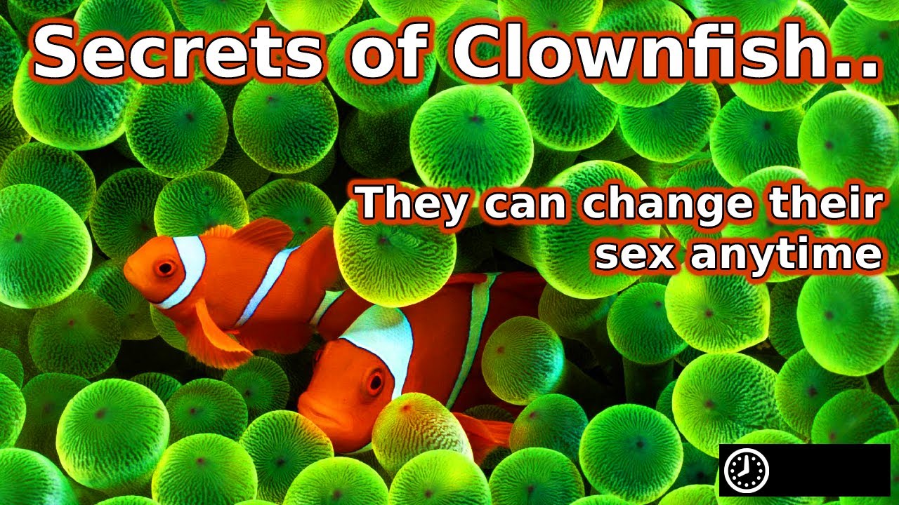 Clownfish can change their sex anytime | facts about Clownfish | Clownfish