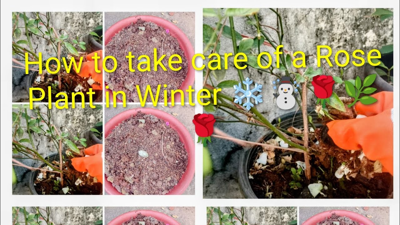 How to take care of a Rose Plant in Winter ❄️☃️🌹🌿🌹ll❄️☃️🌹सर्दियों में गुलाब पौधे की देखभाल कैसे करें