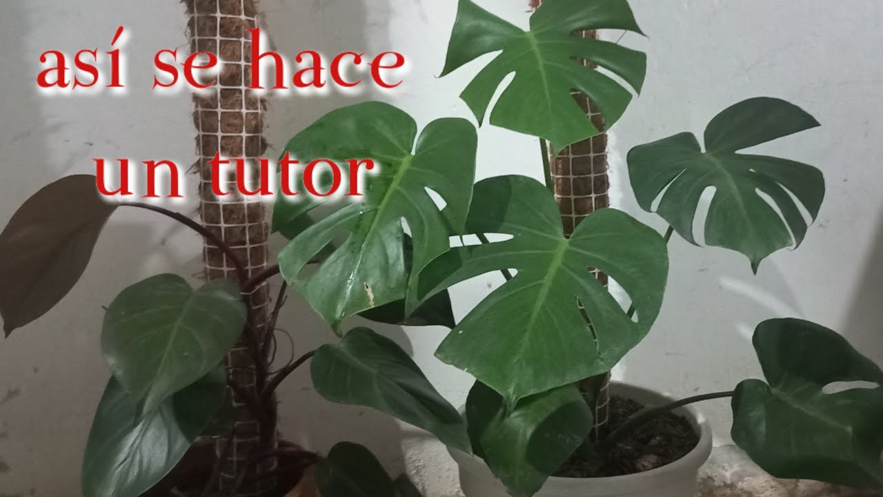 así se HACE un TUTOR con fibra de COCO para plantas TREPADORAS. (mundo plantitas)