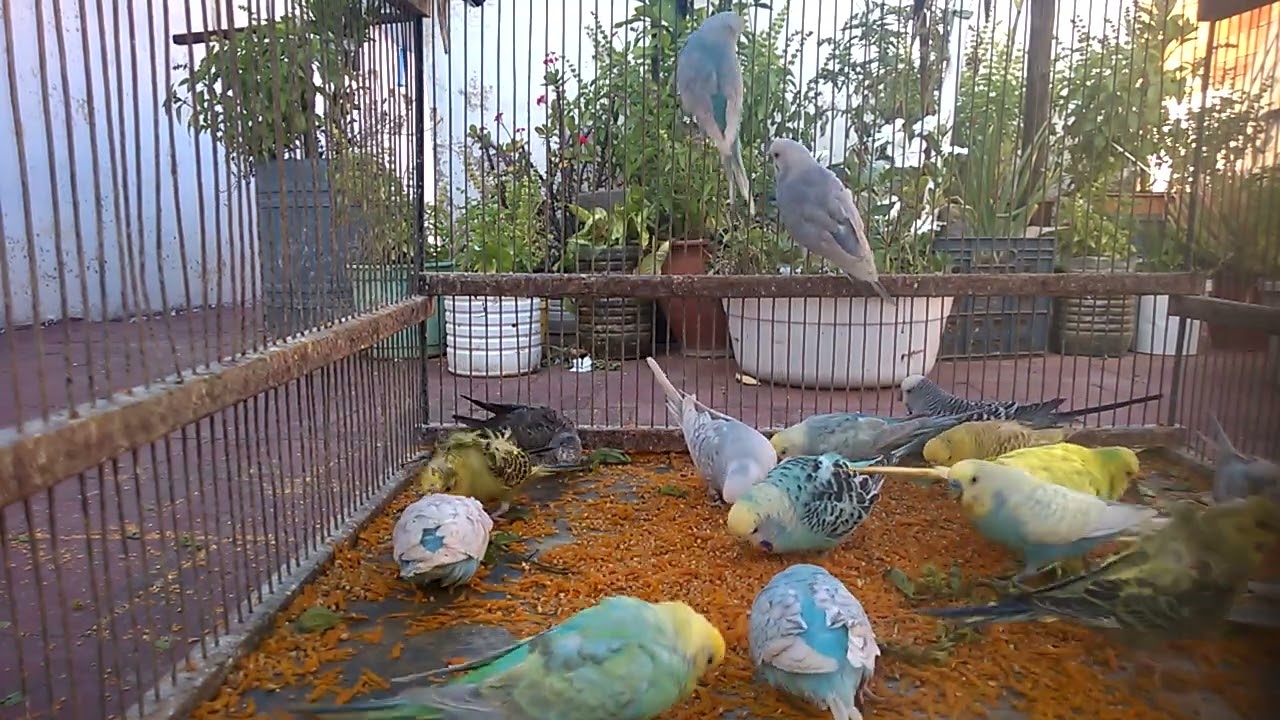 🎤 Budgie Karaoke Show 😂  Funniest Singing Moments Ever 🦜 #FunnyBudgie #ViralBirds