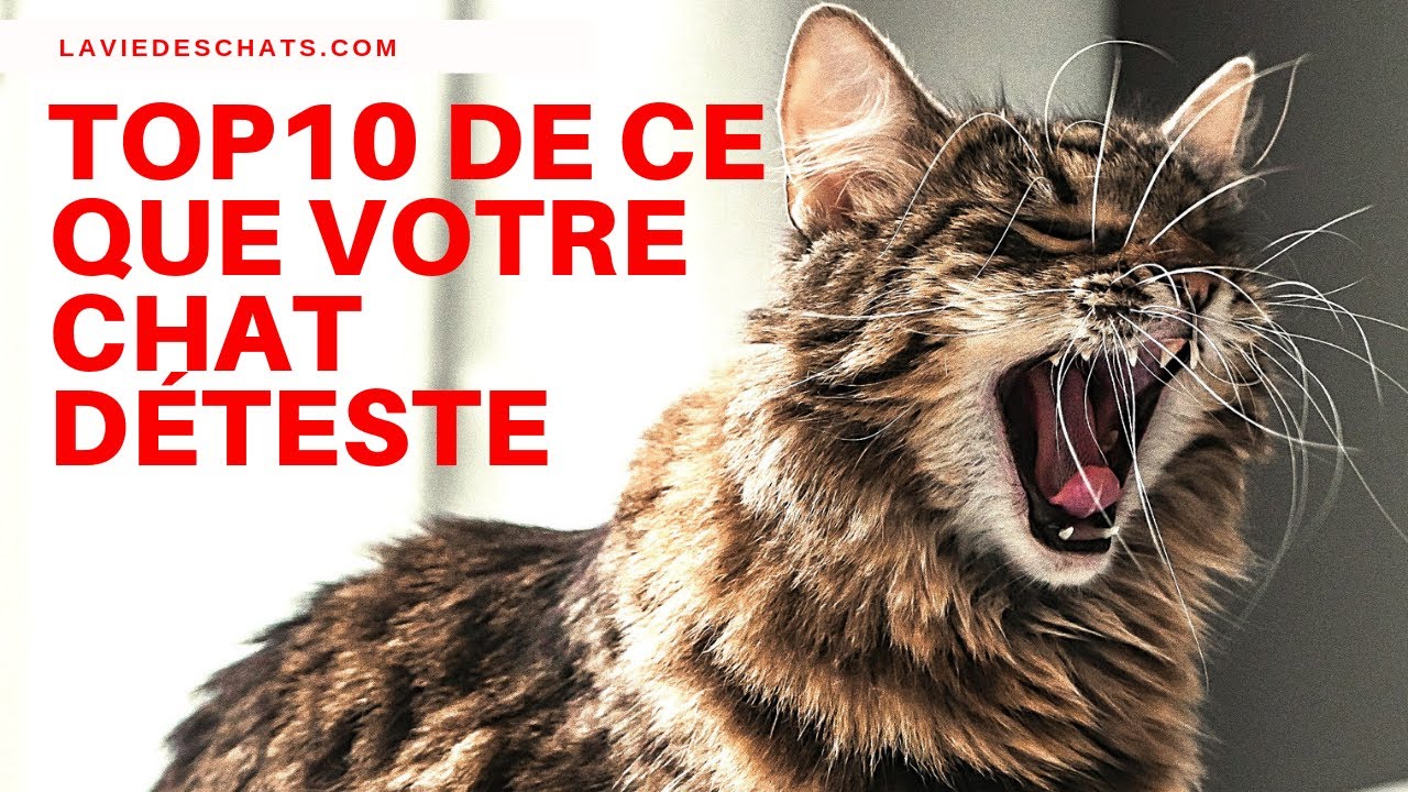 Le Top10 de ce que votre chat déteste 🐱