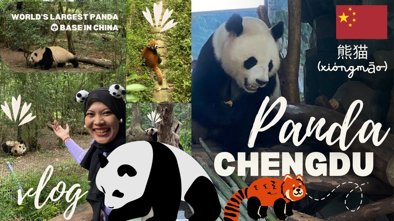 Chengdu Panda 🐼 Base !! 🇨🇳 *warning : Cuteness Overload 🐼