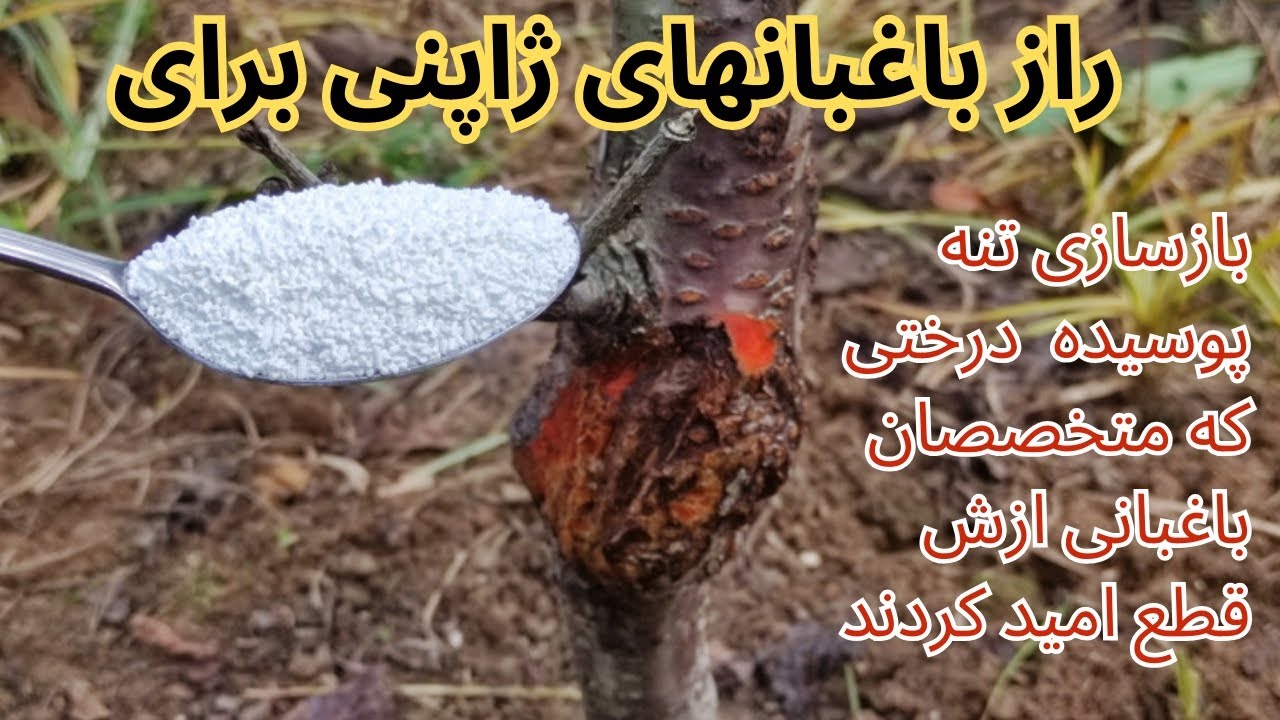 درمان پوسیدگی تنه درخت و شانکر طوقه در یک مرحله بدترین آسیب رو برطرف کنید