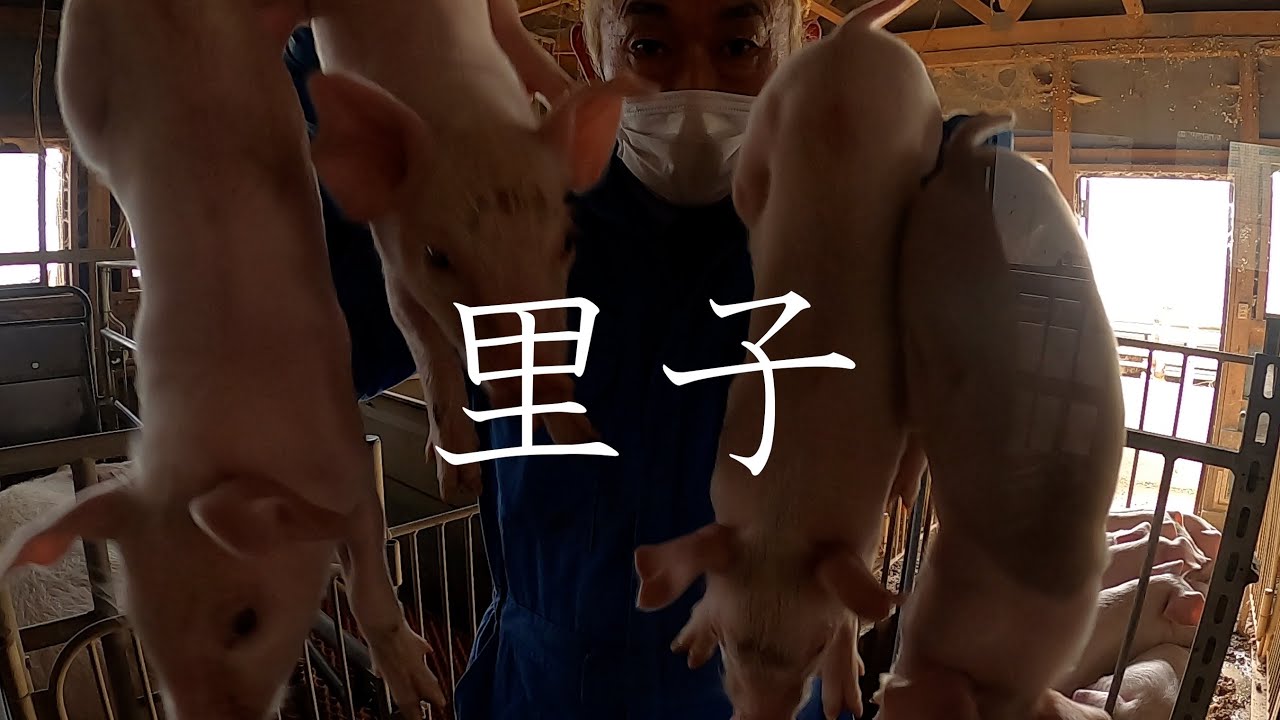 起きない豚を出して子豚を里子する