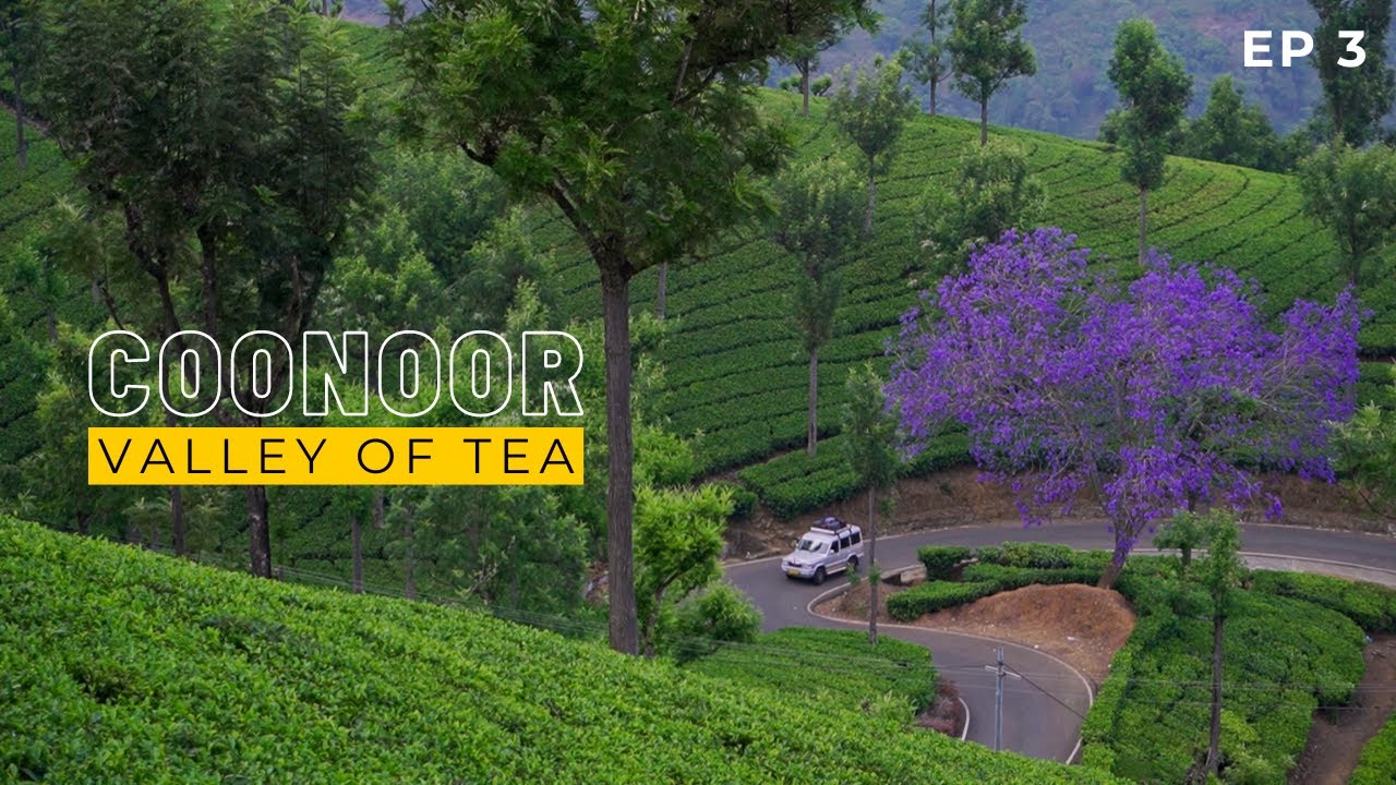 Incredible Tea Plantations on Rolling Hills in COONOOR | EP 3 | Coonoor Travel Vlog