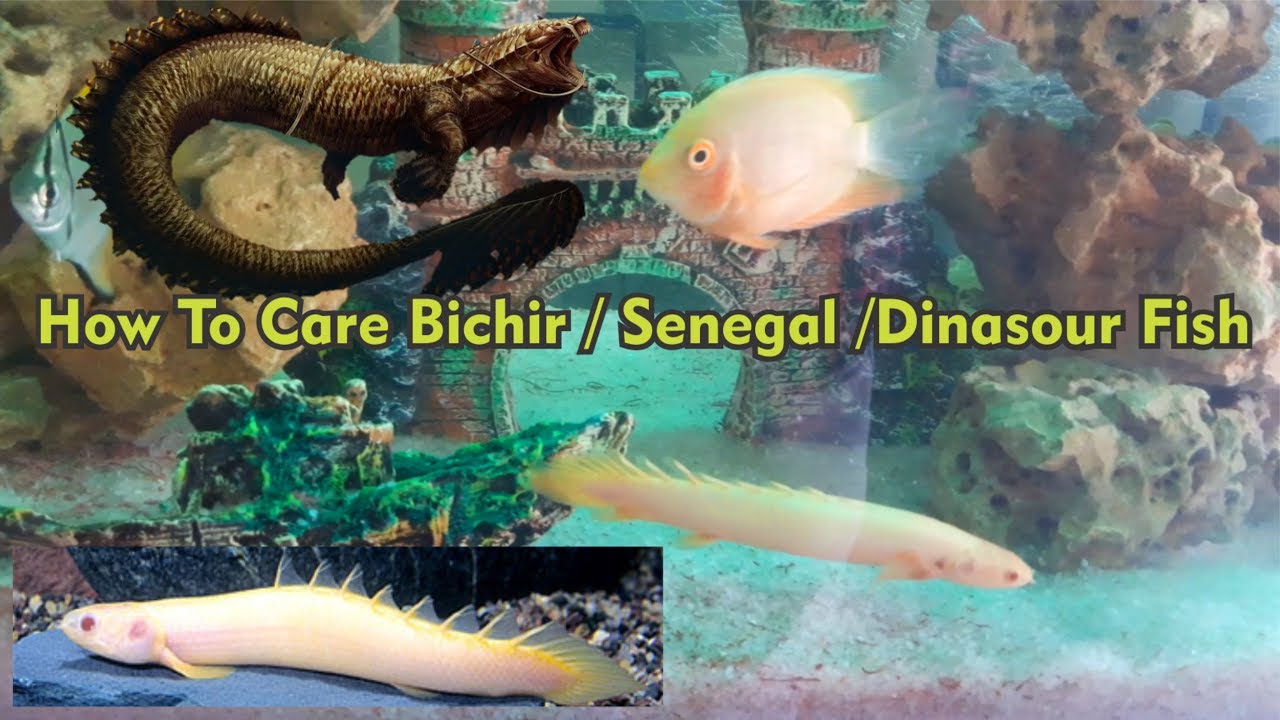 How to care Senegal Bichir fish  All About: Polypterus senegalus