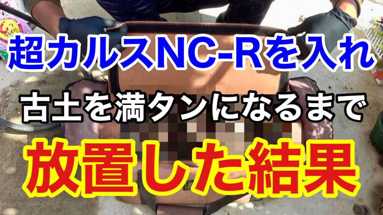 古い土に植物残渣と超カルスNC-Rを入れ続けてみたら。。。　【園芸超人カーメン君】【古い土の再生 】