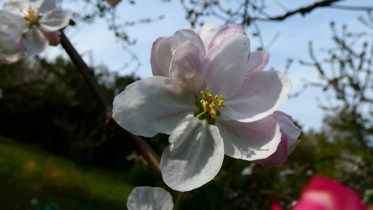 Apfel Bl&uuml;ten (Malus) Virtueller Rundgang durch die sch&ouml;nsten G&auml;rten