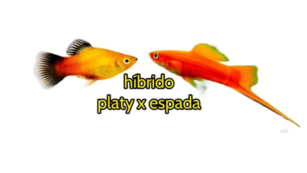 peces tropicales híbridos